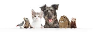What Happens to the Family Pet During a Divorce?